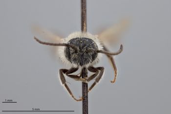 Media type: image;   Entomology 774179 Aspect: head frontal view